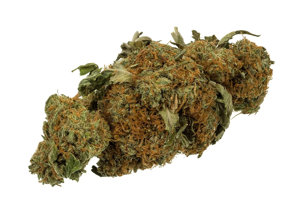 A dried cannabis flower bud; illustrative photograph, with no claim about its licensing, testing or potency.