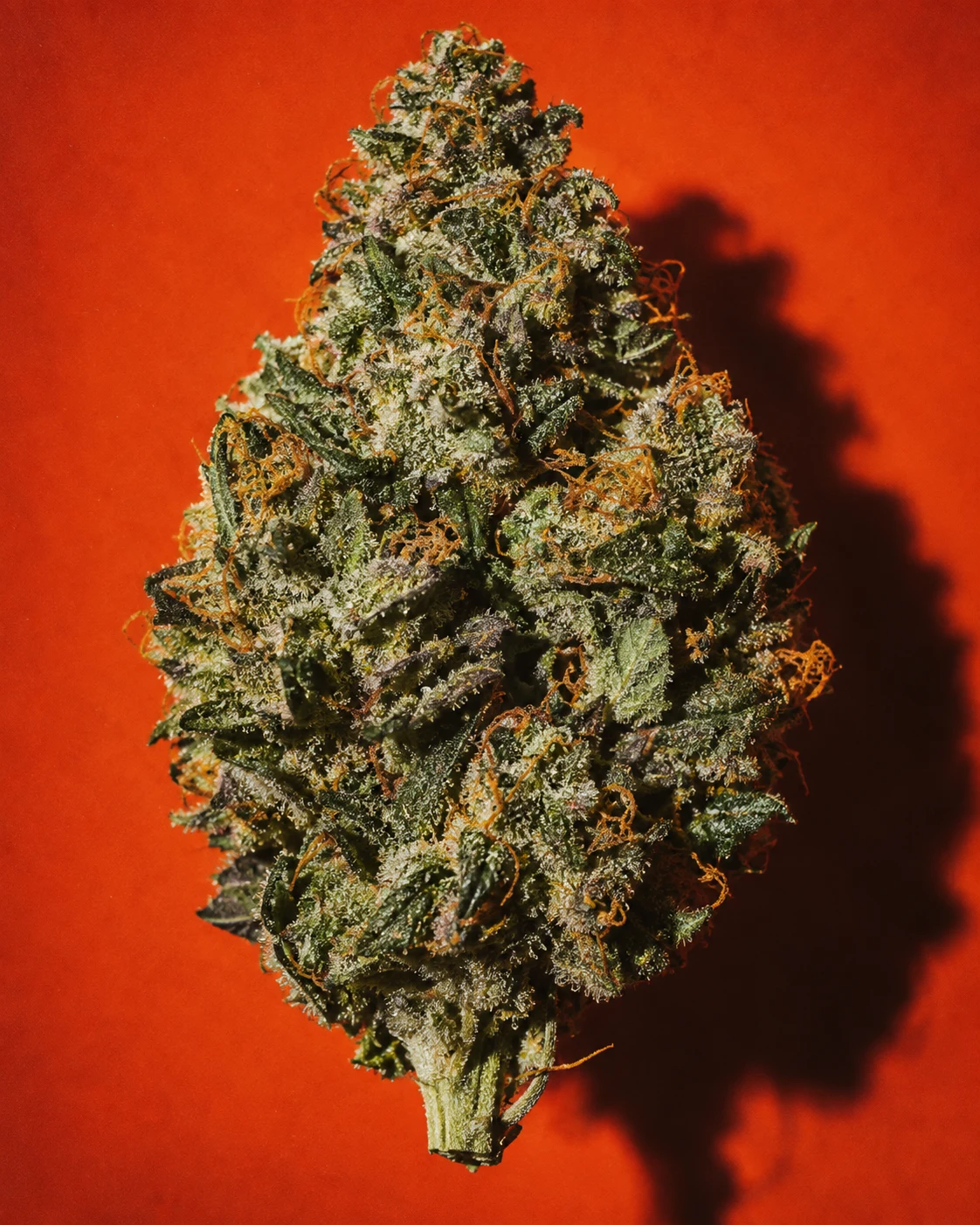 Editorial macro photograph of cannabis flower against vivid orange