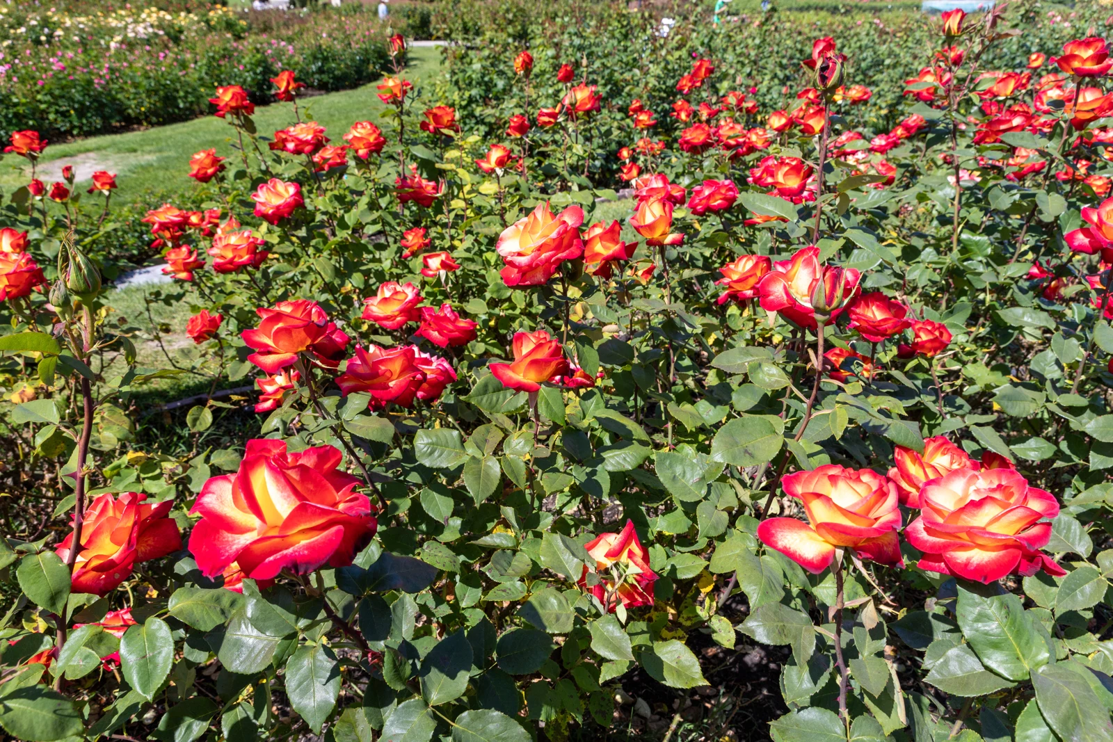 Rose beds in San Jose Municipal Rose Garden